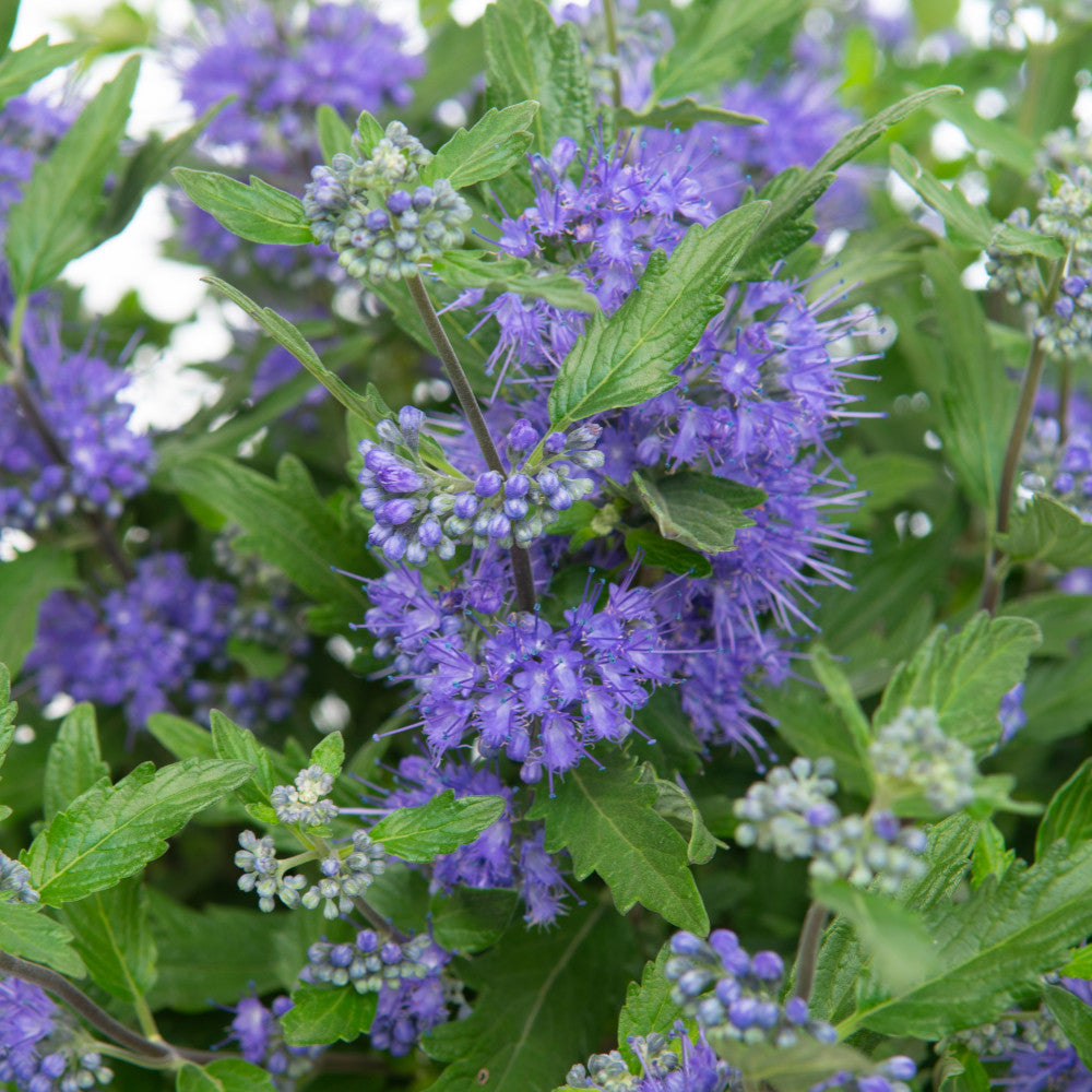 Caryopteris Blue Balloon - Autumn Flowering Shrub 1 X 9cm Pot