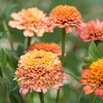 Zinnia Seeds Cresto Peachy | 40 Seeds | Pink