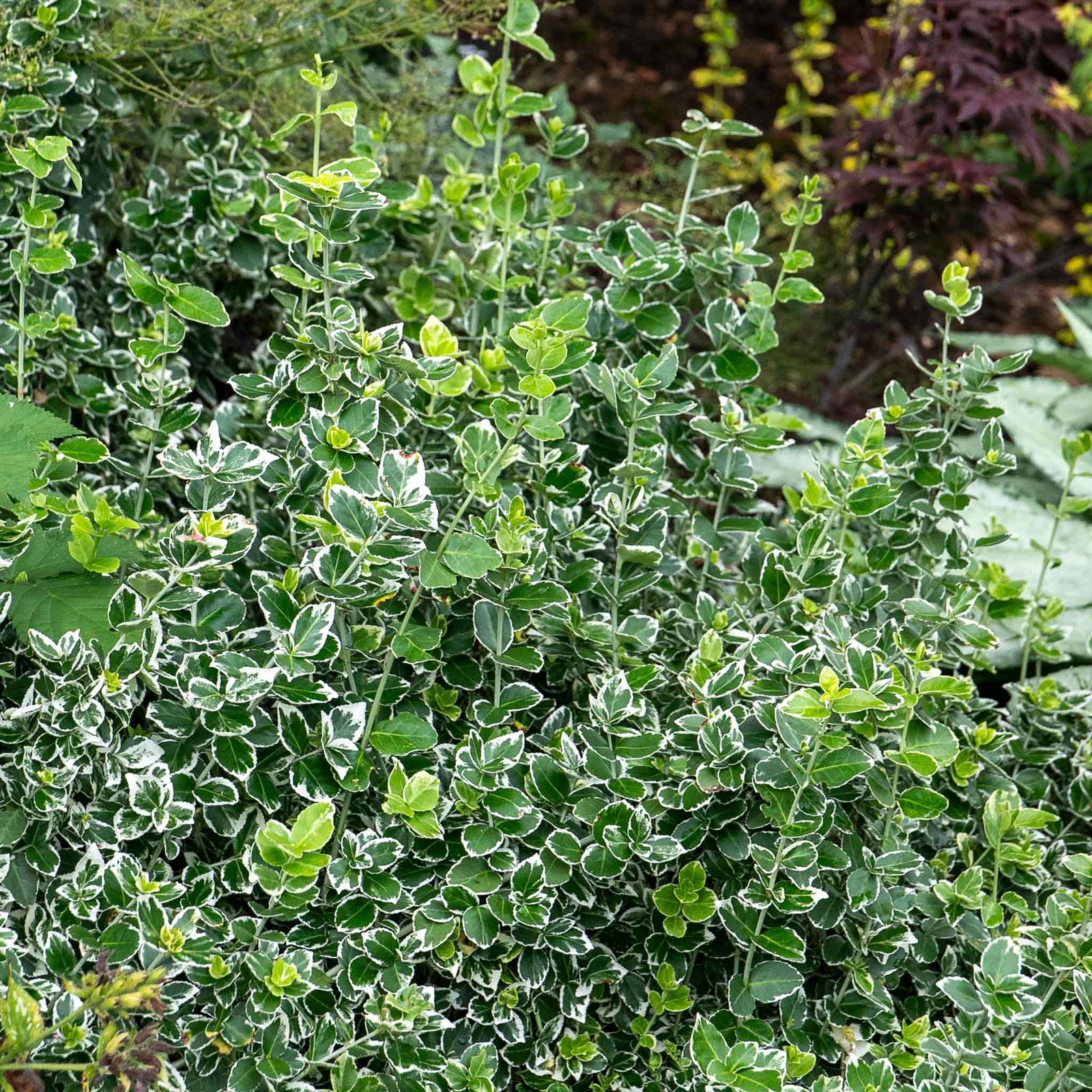 Euonymus Fortunei 'emerald Gaiety' Variegated Evergreen Groundcover | 1 x 9cm | Green & White