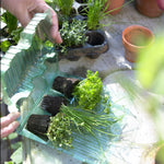 Hayloft Alchemilla Mollis Thriller - 3 Young Plants