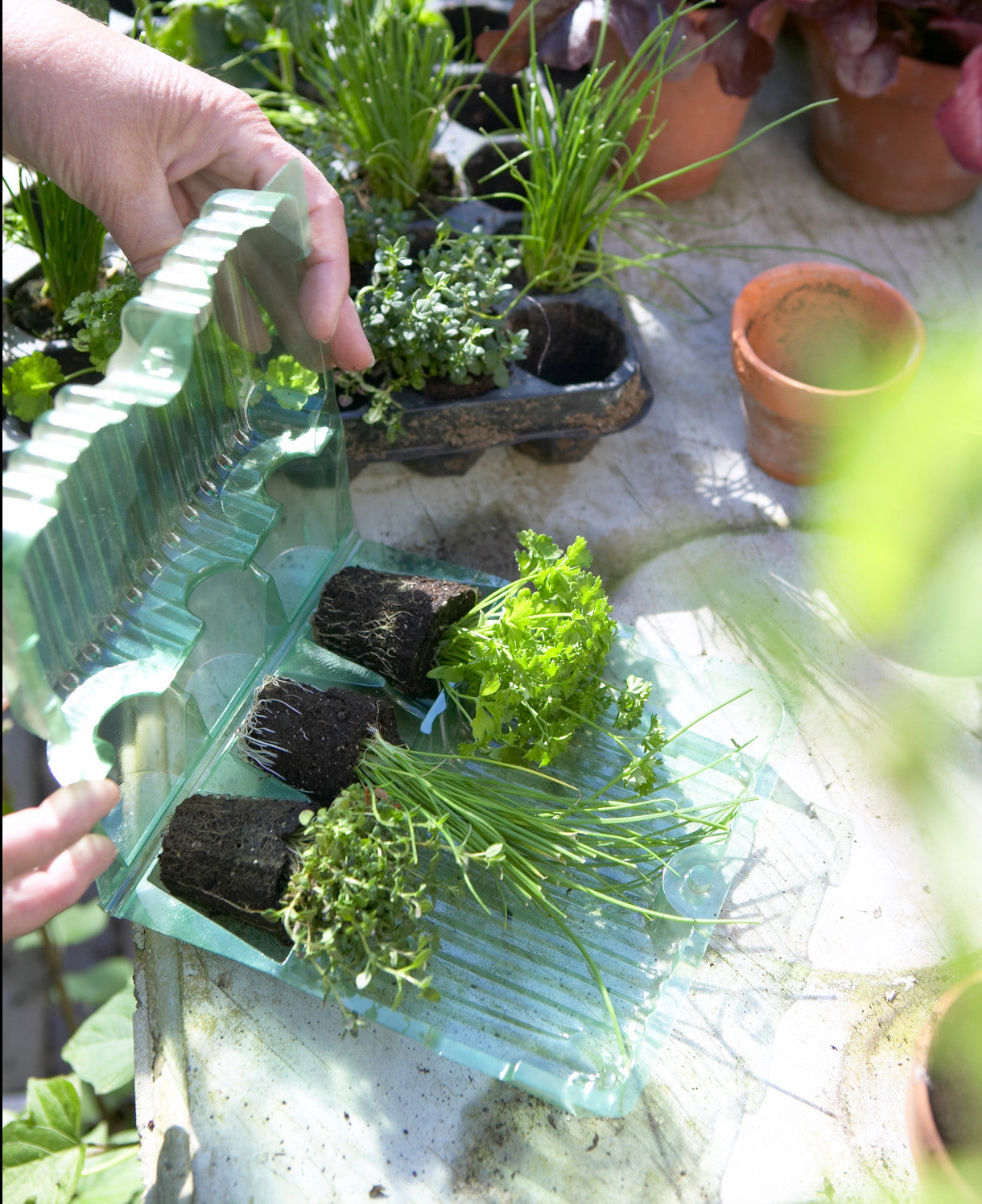 Hayloft Petunia Double Tumbelina Anna - 6 Young Plants