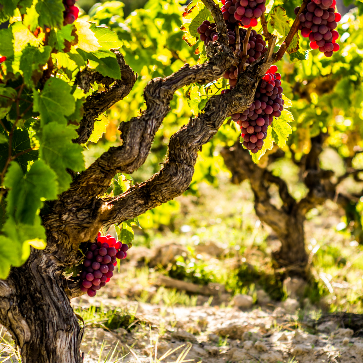 Common Grape Vine - Vitis Vinifera ‘vanessa’ - Height 60-75cm - ⌀21cm