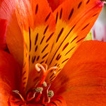 Hayloft Alstroemeria Majestic Garden 'brissac' 3 X 9cm Pots