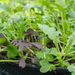 Salad Seeds Herb Mix -  Mixed Baby Leaves