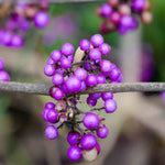 Callicarpa Bodinieri Profusion - 9cm pot | 1 x 9cm | Purple