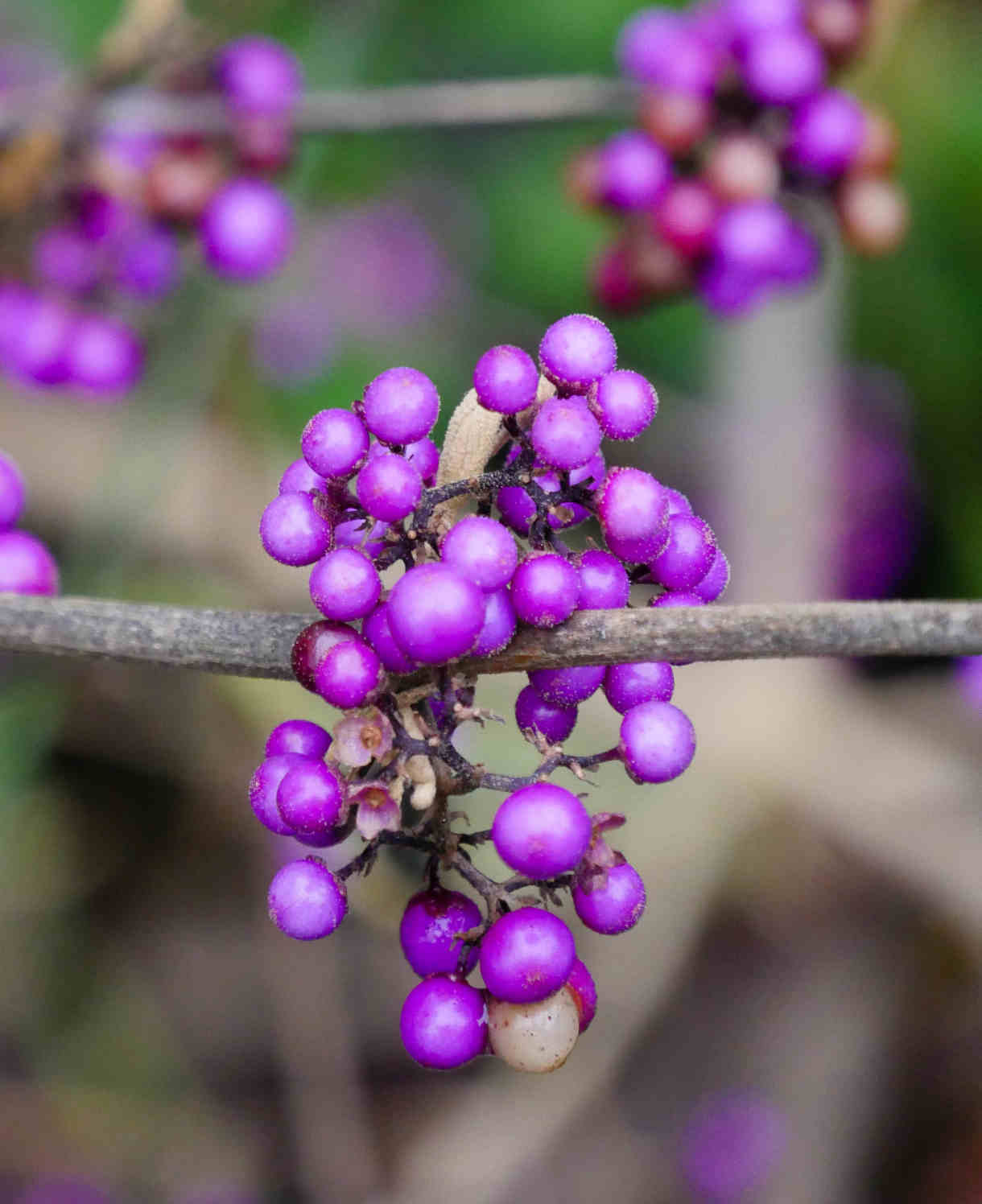 Callicarpa Bodinieri Profusion - 9cm pot | 3 x 9cm | Purple