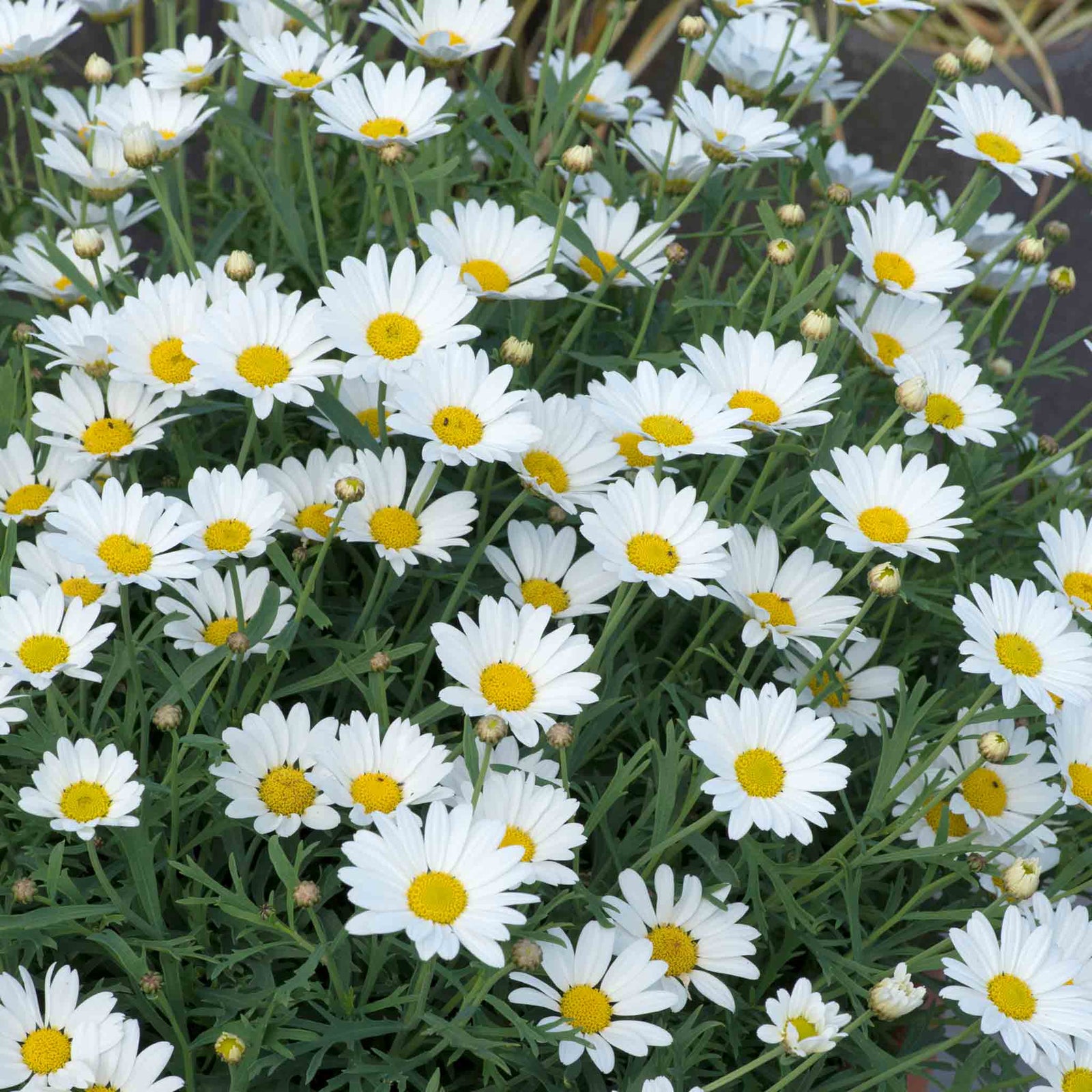 Argyranthemum 'everest' Marguerite Daisy Plant 40-60 Cm | 12 x Plug Plants