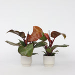 Sweetheart Plant - 2 Pcs. - Philodendron 'sun Light' - Height 20-30cm - ⌀12cm | Set of 2 | Red