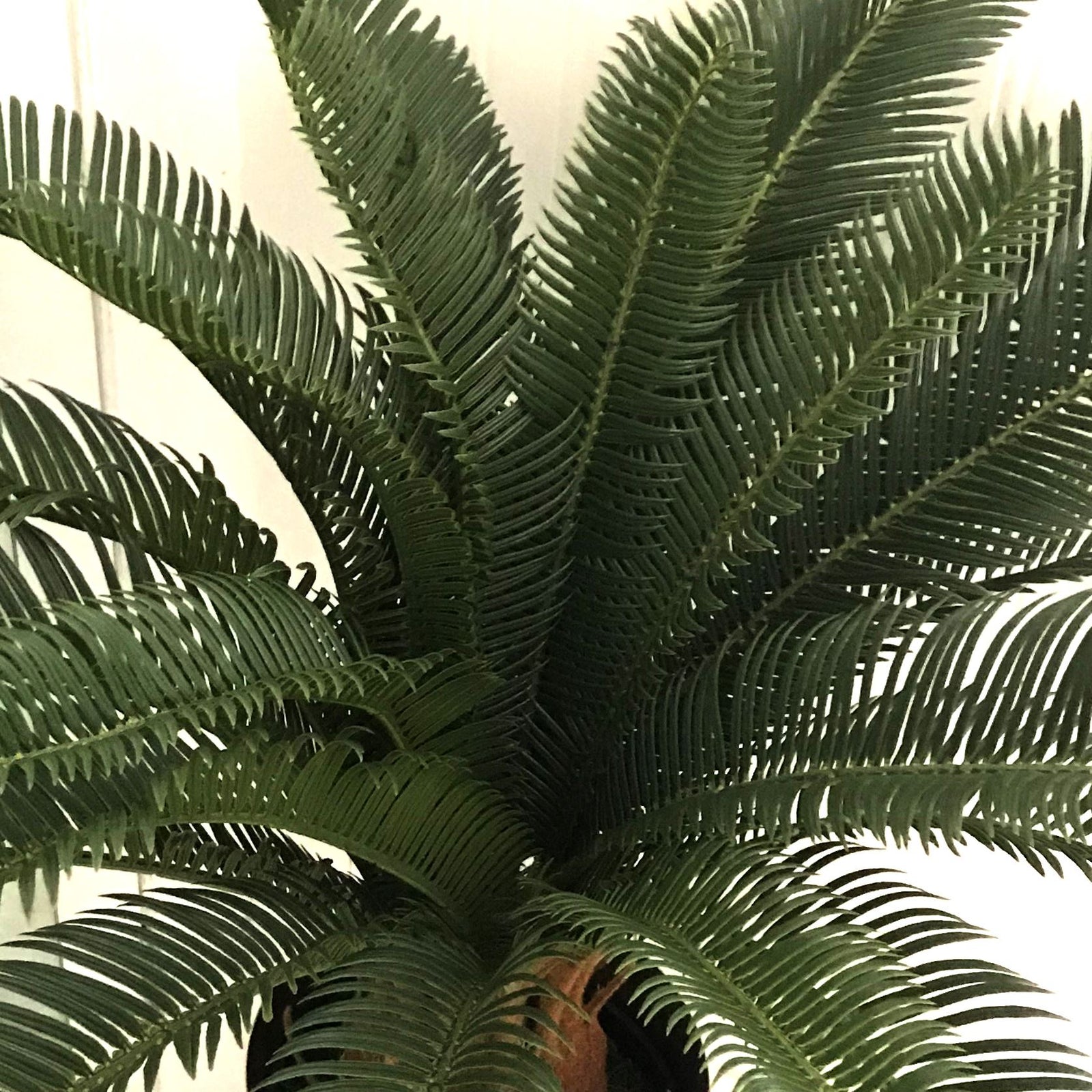 Artificial 70cm Tropical Cycas Palm Plant