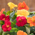 Nasturtium Baby Fiesta Mix Seeds | 30 Seeds