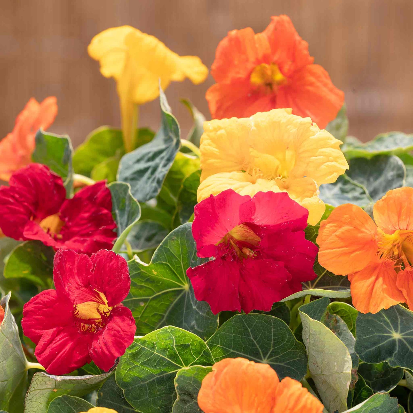 Nasturtium Baby Fiesta Mix Seeds | 30 Seeds