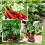 Rhubarb Collection: Victoria, Timperley Early And Raspberry Red | 3 x Crowns | Red
