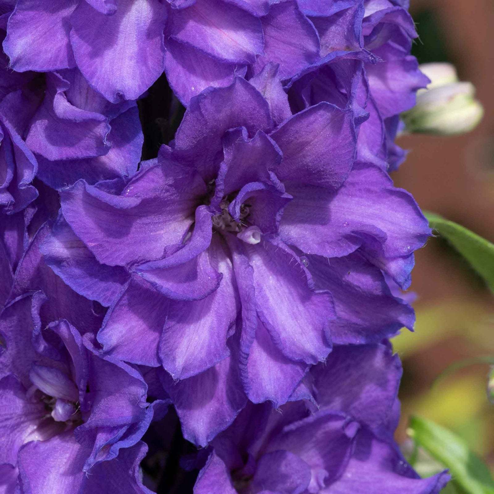 Delphinium 'delgenius Breezin' Compact Purple Perennial | 1 x 2L | Purple