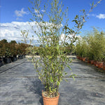 Extra Large Black Bamboo Phyllostachys Nigra Plant 6ft Tall In A 12 Litre Pot