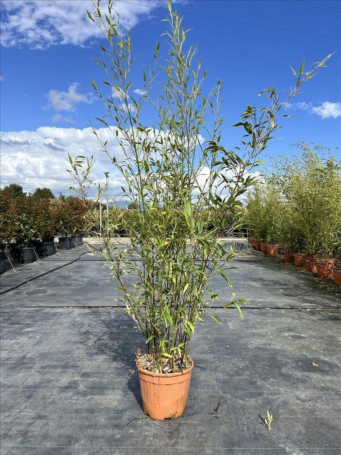 Extra Large Black Bamboo Phyllostachys Nigra Plant 6ft Tall In A 12 Litre Pot
