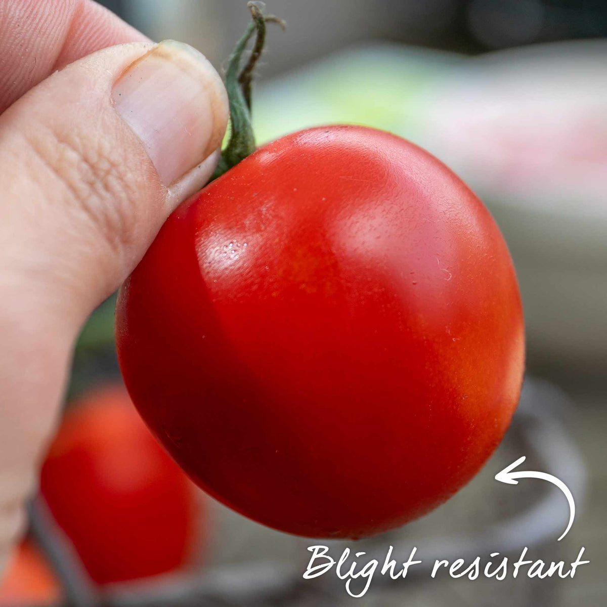 Grafted Cordon Tomato 'resibella' - Blight-resistant, Heavy-yielding 7cm Plants | Set of 3
