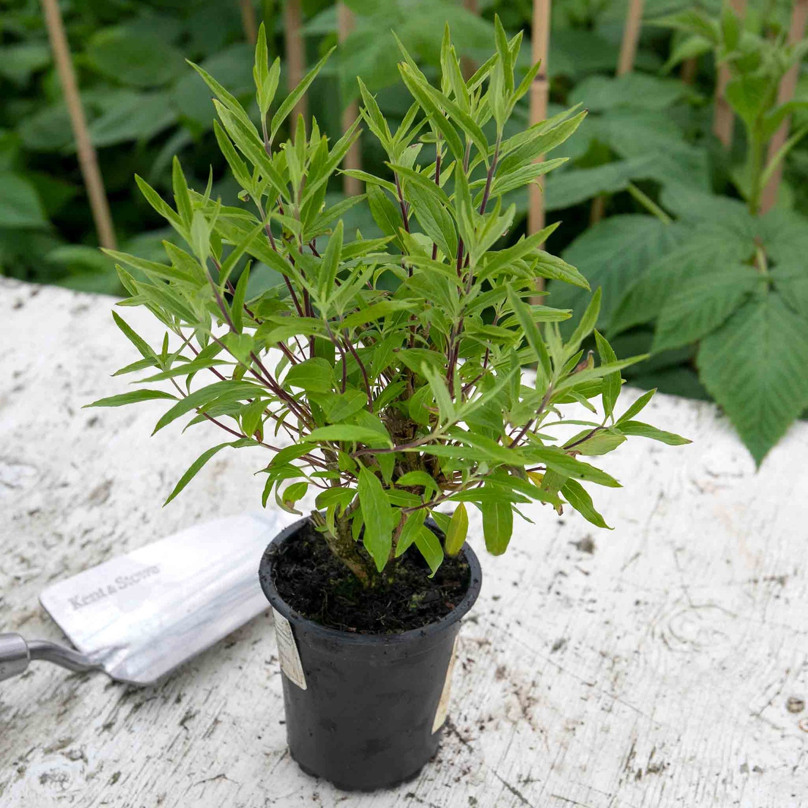 Caryopteris X Clandonensis 'kew Blue' Shrub | 1 x 3L | Blue