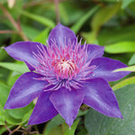 Clematis 'multi Blue' Navy-blue Double-flowered Climber | 1 x 3L | Blue & Green