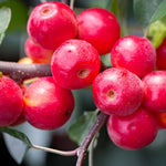 Malus Gorgeous Crab Apple 6ft Tall Supplied In A 12 Litre Pot