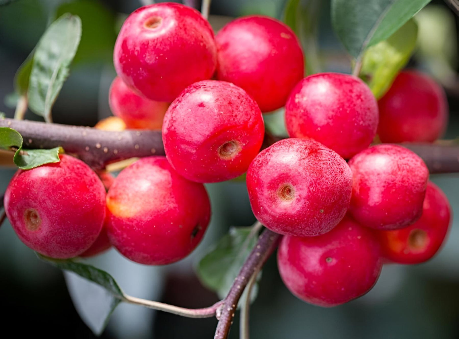 Malus Gorgeous Crab Apple 6ft Tall Supplied In A 12 Litre Pot