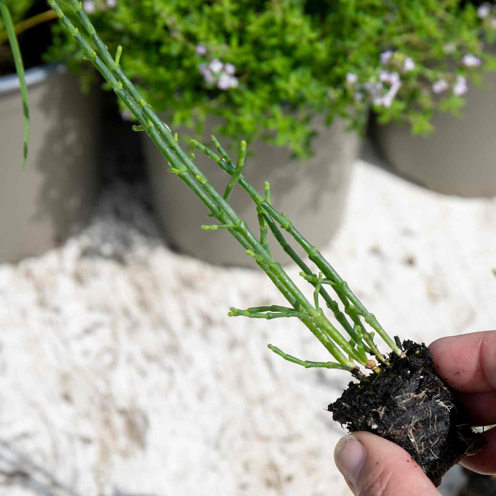 Samphire Plant (salicornia Europaea) | 6 x Plug Plants | Green