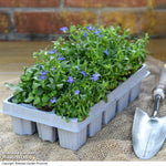 Garden Ready Summer Favourites Collection Garden Ready Plants Plants | 12 x Garden Ready Plants