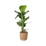Giant Bird Of Paradise - Strelitzia Nicolai - Height 55-70cm - ⌀17cm | Set-of-1 | Green