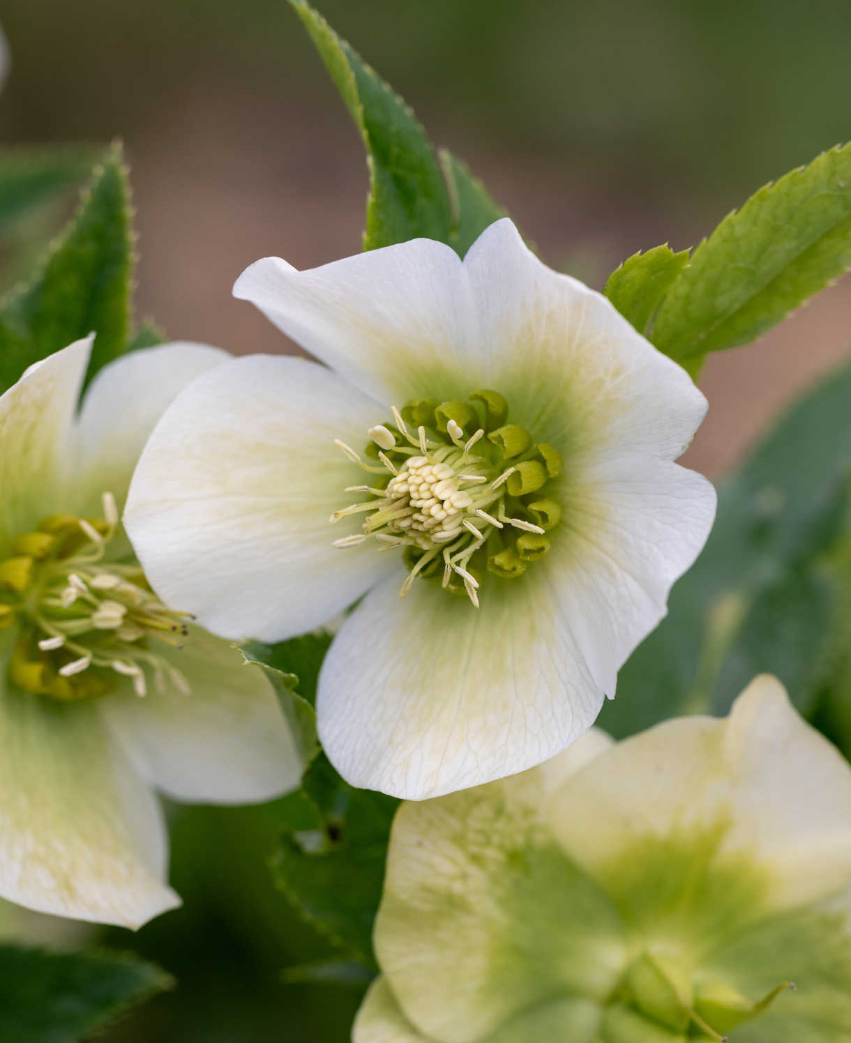 Pretty Hellebore Collection - 9cm pots | Set-of-4 | Multi