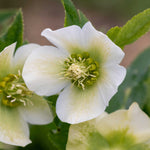 Delightful Helleborus Collection - 4 x 9cm pots