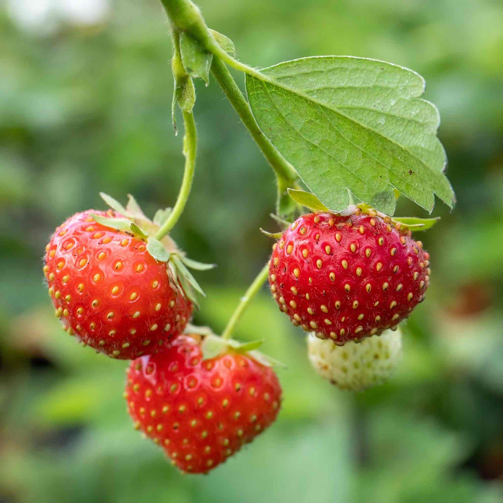 Mara De Bois Strawberry Plant — Everbearing, Intensely Fragrant | 10 x Bare Root | Red