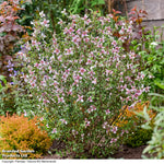 Philadelphus Petite Perfume Pink 9cm Pot | Set of 2