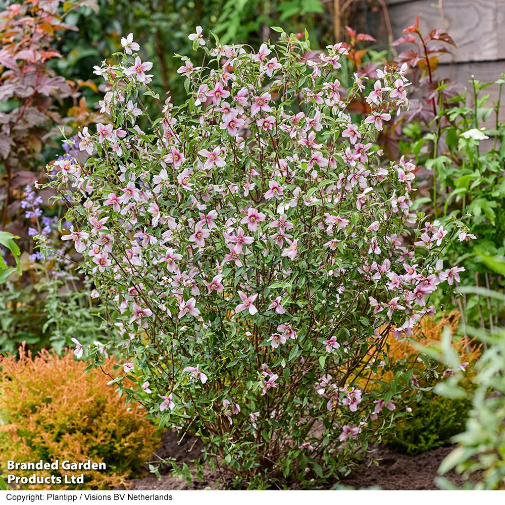 Philadelphus Petite Perfume Pink 9cm Pot | Set of 2