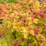 Spiraea Japonica 'firelight' Ornamental Shrub, Pollinator-friendly | 1 x 3L | Green & Pink