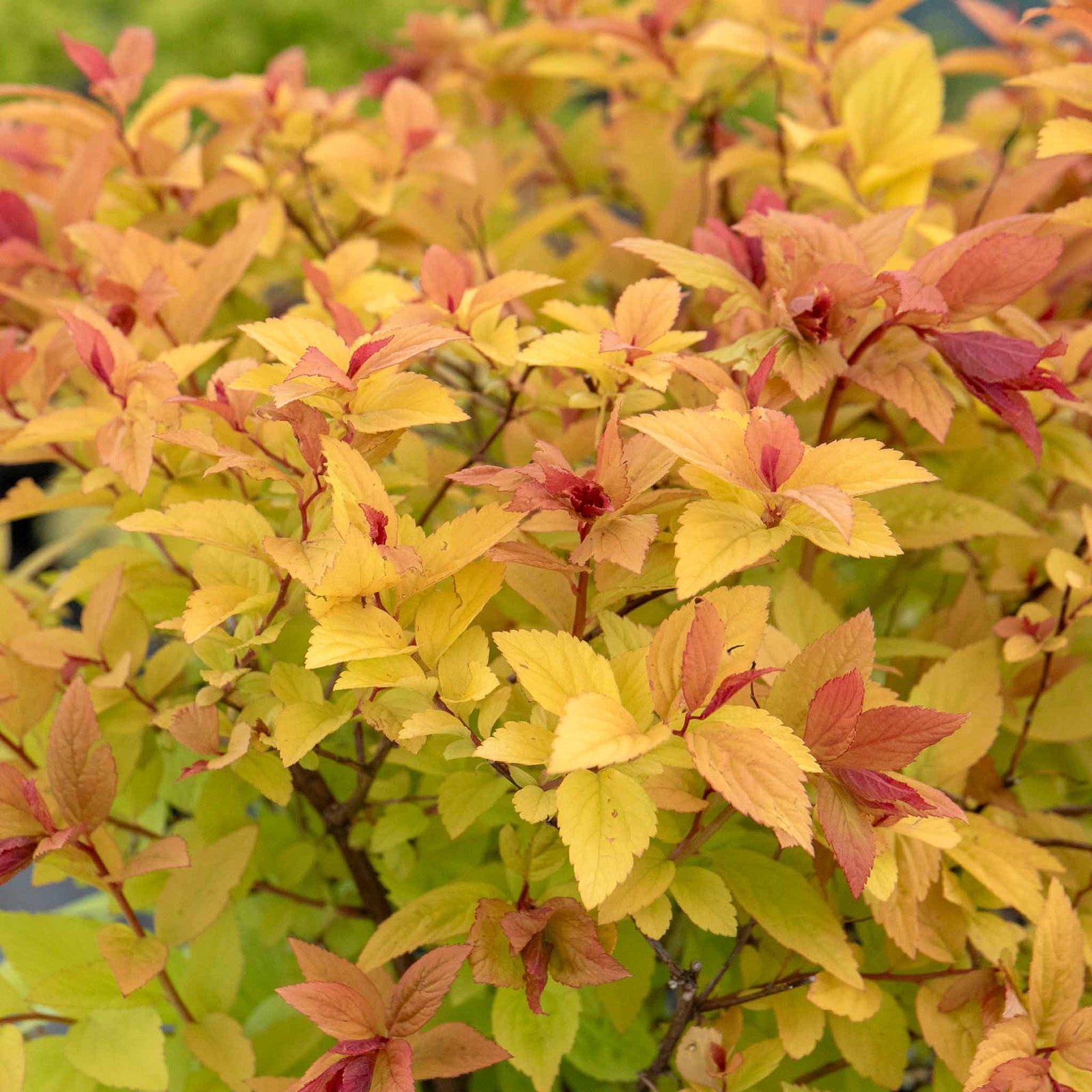 Spiraea Japonica 'firelight' Ornamental Shrub, Pollinator-friendly | 1 x 3L | Green & Pink