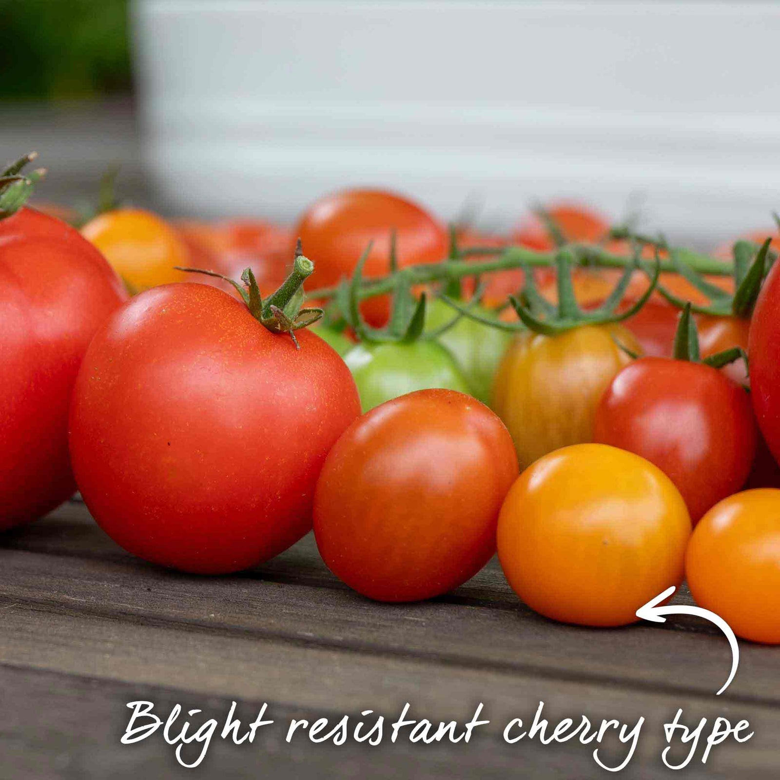Tomato Seeds Orangeto F1 | 8 Seeds