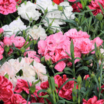 Hayloft Dianthus Collection, Garden Pinks - 12 Young Plants
