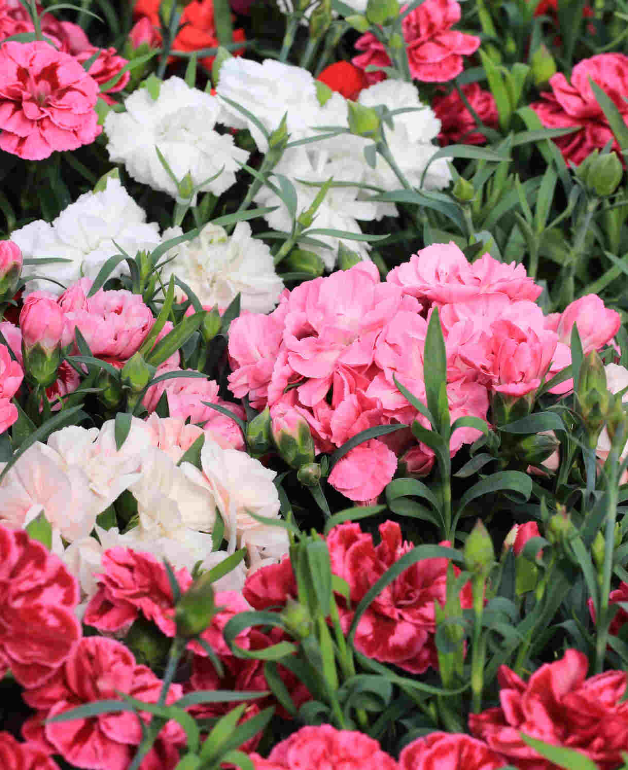 Hayloft Dianthus Collection, Garden Pinks - 12 Young Plants