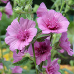 Lavatera 'princess Pink' Double-flowered Shrub Plant | Set of 1