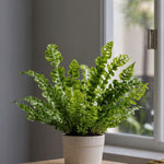 Bird's Nest Fern - 2 Pcs. - Asplenium Nidus 'crispy Wave' - H25-40cm - ⌀12cm | Set of 2 | Green