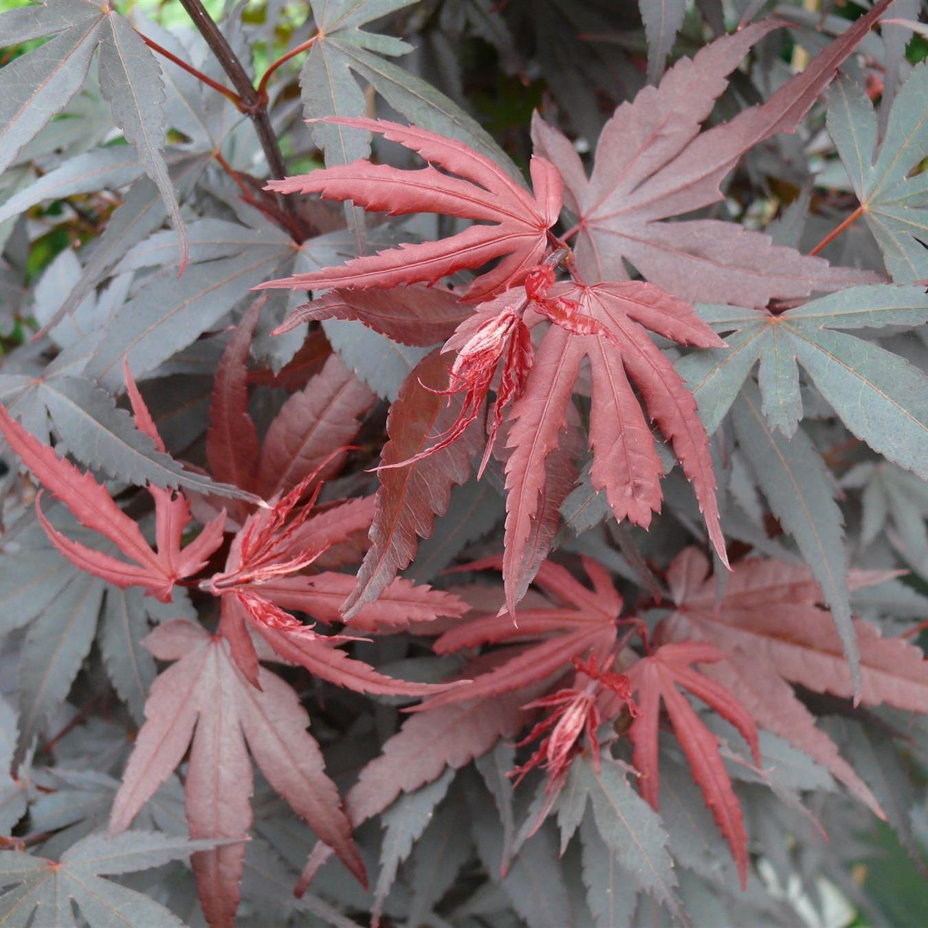 Direct Plants Acer Palmatum Skeeters Broom Extra Large Japanese Maple Tree 4-5ft In 7.5 Litre Pot