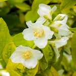 Super Scented Philadelphus Collection | 6 x 9cm | White