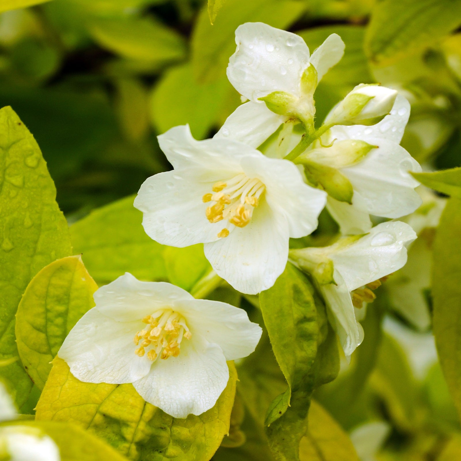Super Scented Philadelphus Collection | 6 x 9cm | White