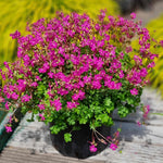 Hayloft Geranium X Cantabrigiense 'intense' - 9cm Pots