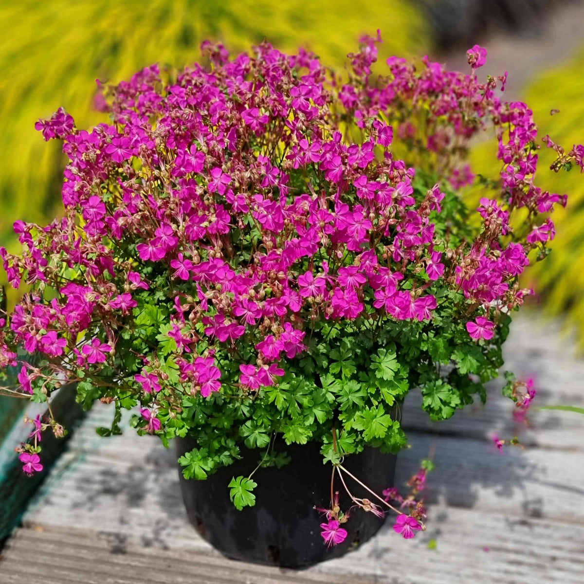 Hayloft Geranium X Cantabrigiense 'intense' - 9cm Pots