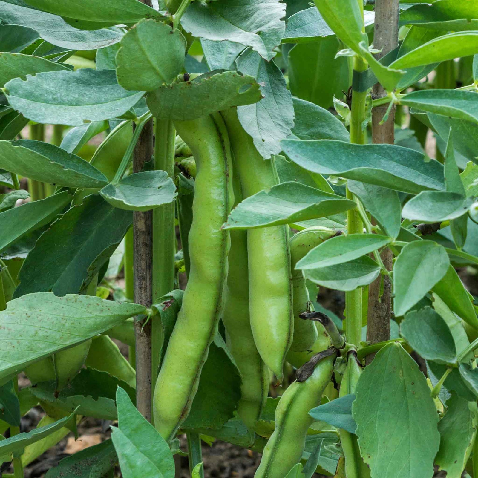 Broad Bean Seeds 'luz De Otono' — Autumn Cropping, 75 Seeds | 75 Seeds | Green