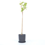 Blackcurrant Plant - Ribes Nigrum 'Titania' - Height 90-100cm - ⌀21cm | Set of 1 | Green