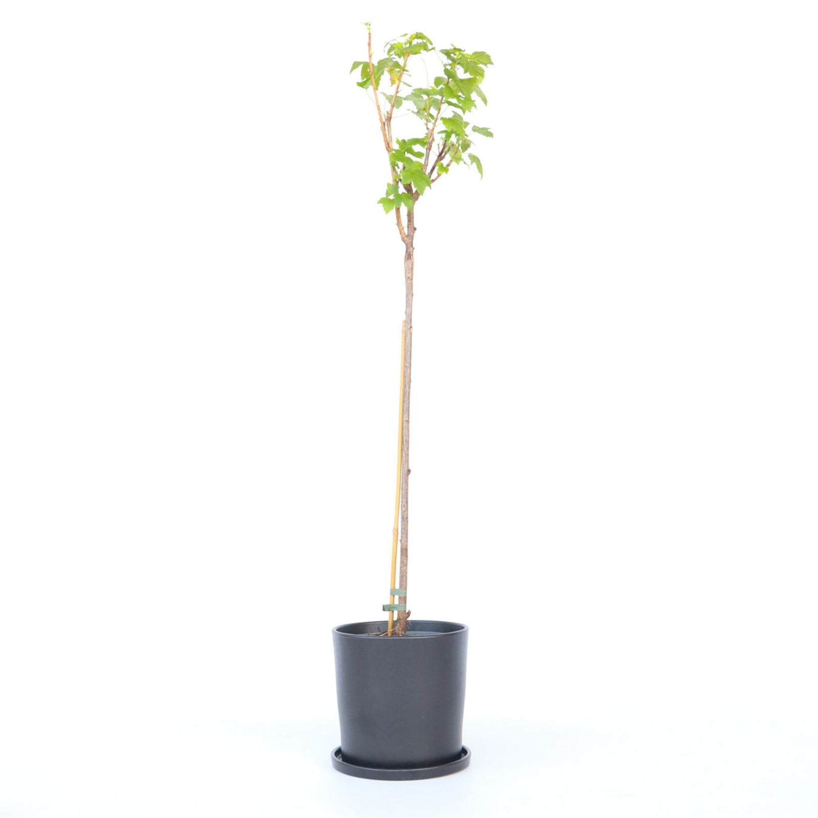Blackcurrant Plant - Ribes Nigrum 'Titania' - Height 90-100cm - ⌀21cm | Set of 1 | Green