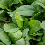 Spinach Renegade Seedlings - Hardy Disease-resistant | 12 x Garden Ready Plants | Green