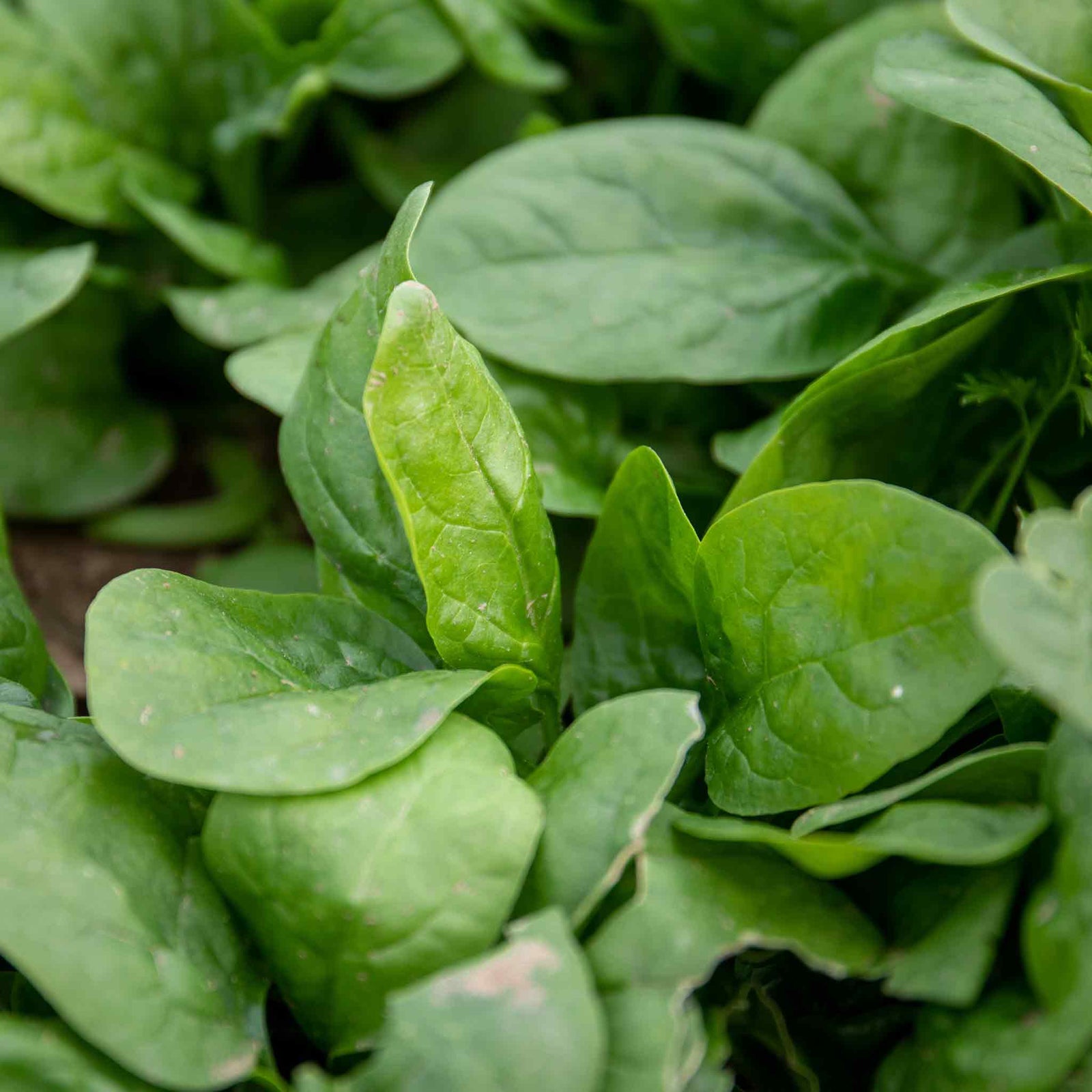 Spinach Renegade Seedlings - Hardy Disease-resistant | 12 x Garden Ready Plants | Green