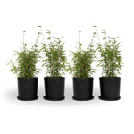 Chinese Fountain Bamboo - 4 Pcs. - Fargesia 'red Dragon' - H50-70cm - ⌀17cm | Set-of-4 | Green